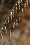 sideoats gramma